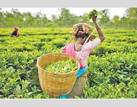 Sri Lanka tea production