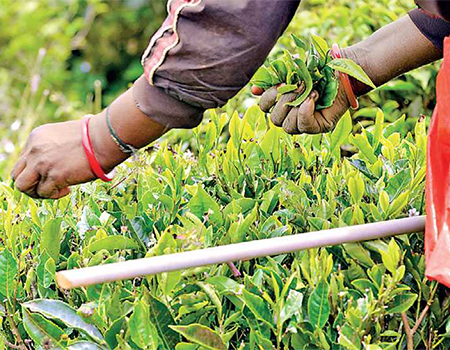 Tea, Sri Lanka’s largest foreign exchange earning crop, saw difficult times in 2020 with both prices and production dropping