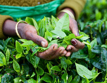 Tamil woman plucking tea leaves near Nuwara Eliya, Sri Lanka (Ceylon). (Getty Images/hadynyah)
