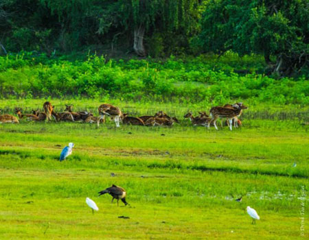 Deer gather near the lake in Yala National Park