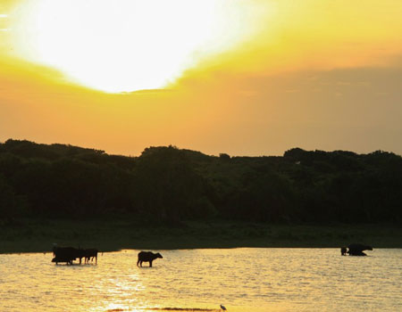 Water buffaloes and other animals enjoying a beautiful morning in Yala National Park.