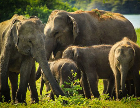 Family of elephants, just a few of over 300 that reside in Yala National Park