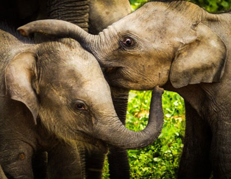 Baby elephants in Sri Lanka