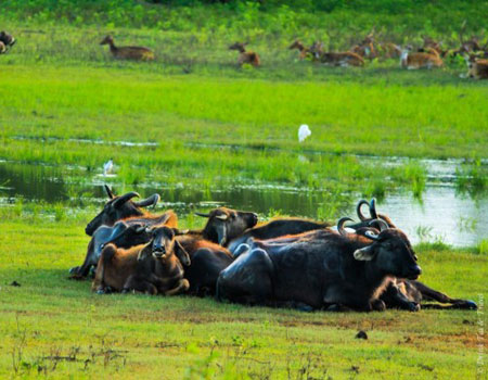 Water buffaloes are joined by other animals
