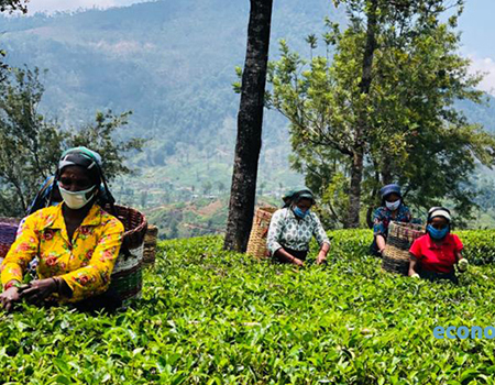 Tea pluckers in Sri Lanka – file photo