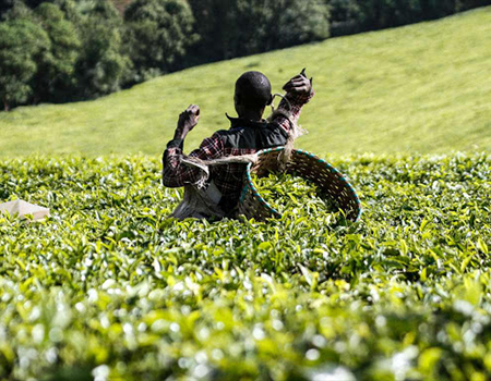 A worker at a tea plantation in Limuru on January 6, 2019./ENOS TECHE