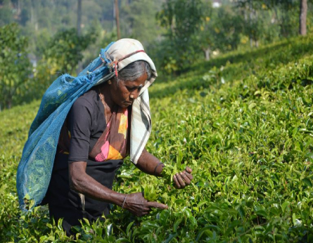 What makes Ceylon tea one of the finest in the world