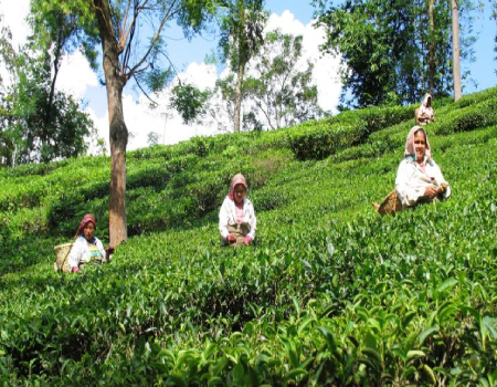 Darjeeling. Glenburn Tea Estate pickers