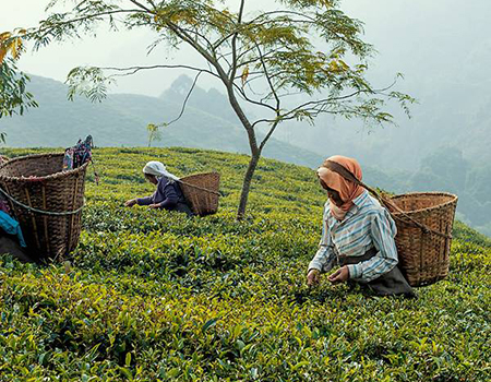 India's Okayti Plantation produces TWG Tea’s prized Darjeeling teas. (Photo: TWG Tea)