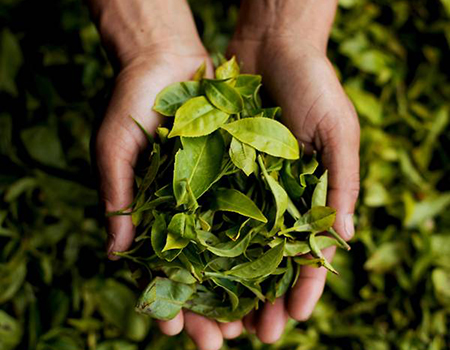 The leaves are prized for being the most delicate of the annual yield. (Photo: TWG Tea)