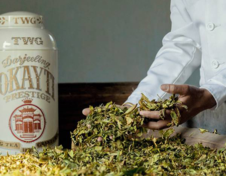 First Flush Darjeeling refers to the processed leaves of the very first harvests around late February to late April each year. (Photo: TWG Tea)