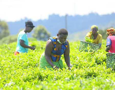 Labourers pluck tea at Bobaracho, Nyaribari Chache in Kisii County. [Sammy Omingo, Standard]
