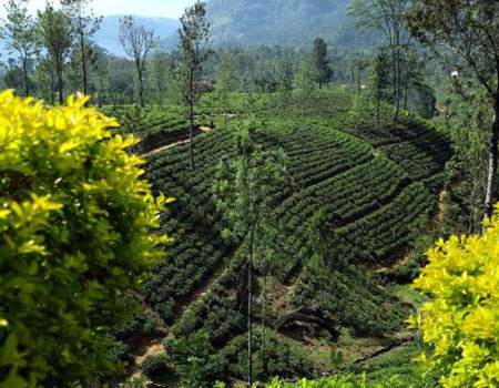 Sri Lanka’s history is steeped in tea, its largest export and grown in 11 different regions, including the highlands of Nuwara Eliya, home of Blue Field Tea Estate. PAT LEE PHOTO