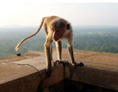 A monkey perches atop Sigiriya Lion Rock Fortress. Monkeys are so common in Sri Lanka that hotels even post signs warning guests to keep their balcony doors closed lest they receive an unwanted visitor during the night. PAT LEE PHOTO