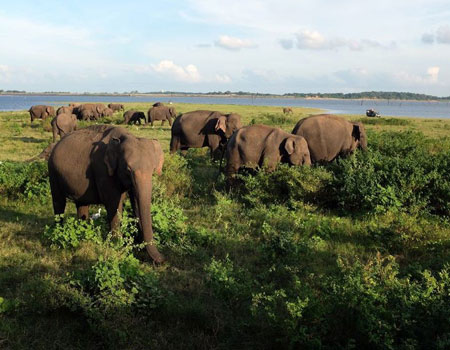 A highlight of a tour in Sri Lanka is the chance to see herds of wild Asian elephants grazing in Kaudulla National Park. PAT LEE PHOTO