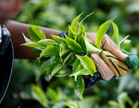  A worker picks tea leaves at a plantation near Nairobi, Kenya. ‘Don’t expect for-women brews to revolutionise your life,’ writes James Brown. Photograph: Baz Ratner/Reuters 