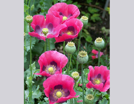 Papiver Somniferum - The Opium Poppy