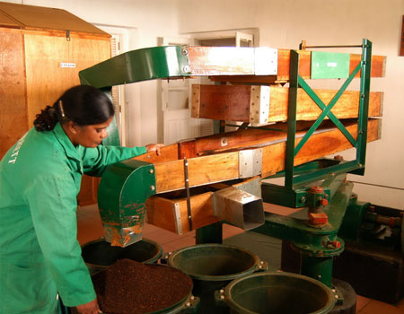 The hotel's mini tea factory