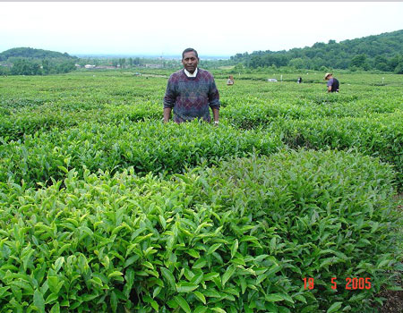 Vige Johnpillai at Gazangul Tea Plantation in Azerbaijan