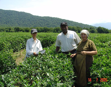 Vige with workers on Gazangul tea plantation