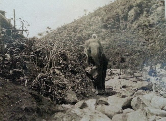 Elephant working on  Brunswick Estate Bungalow circa 1932