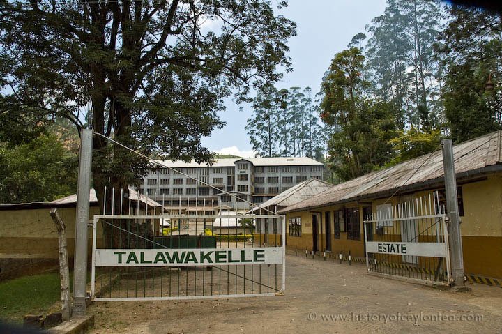 Talawakelle Estate