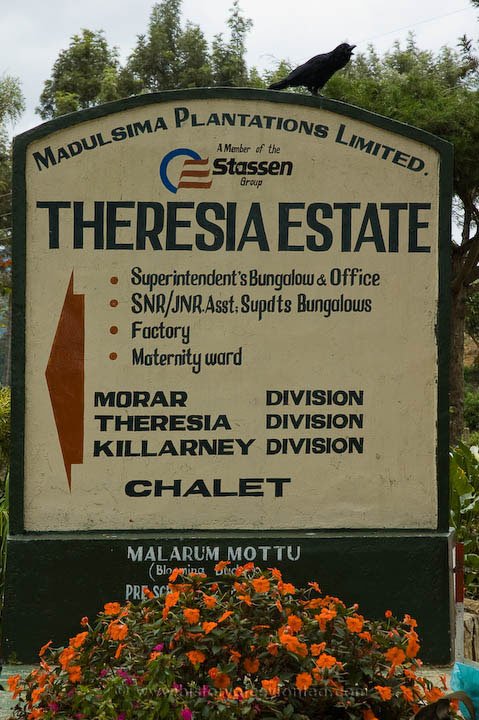 Theresia Estate