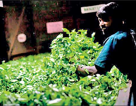 2023 brews highest tea export earnings
