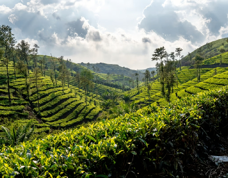 Go On A Tea Trail In Sri Lanka Image 1