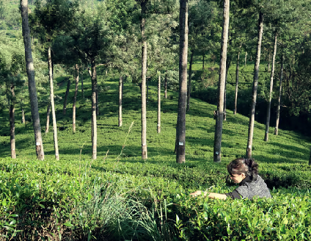 Go On A Tea Trail In Sri Lanka Image 2