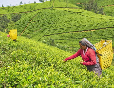 Govt. to provide fertilizer for tea cultivation