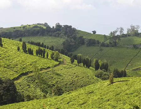 Indian tea producers likely to be hit by Iran-Lanka tea-for-oil barter pact