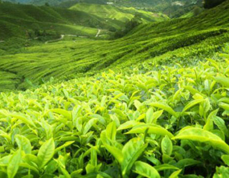 My continuing battle against the Tea Hub proposal that would have debased pure Ceylon Tea Img 1