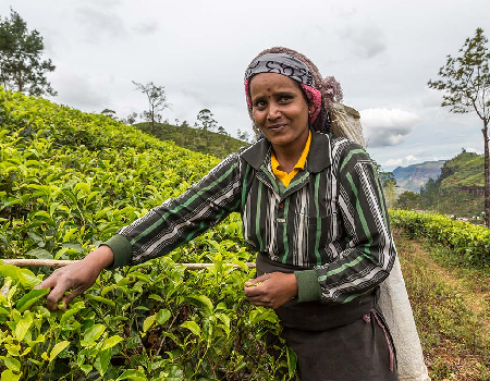 A woman picks tea on a plantation in Nuwara Eliya. Photo: Shutterstock