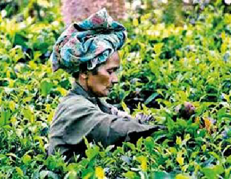 Tea brokers call on IRD to speed up VAT/SVAT registrations of factories