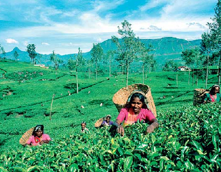 Tea exports increase in 2023