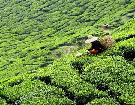 A tea estate in Sri Lanka