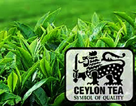 Tea production to get into top gear as fertilizer usage issues come to the fore