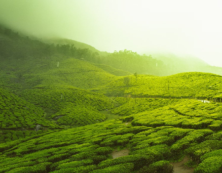 Tea production up by 39pc in India: TAI