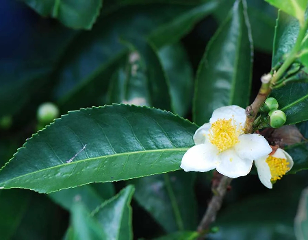 Camellia sinensis via Wikimedia Commons