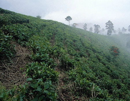 Camellia sinensis field in China. Photo by Rowan McOnegal via JSTOR