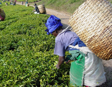 Plantation worker picking tea in Tanzania, 2005. Photo by Martin Benjamin via Wikimedia Commons