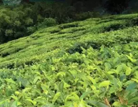 Tea plantation area (IANS)