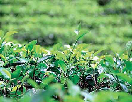 Colombo Tea Auction sees volumes contract this week